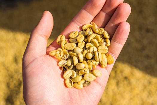 Close-up of green coffee beans in sunlight
