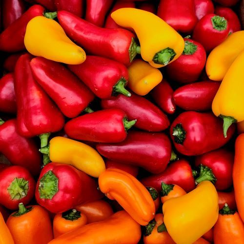 Piments export Maroc B2B achat en gros importateur fournisseur légumes