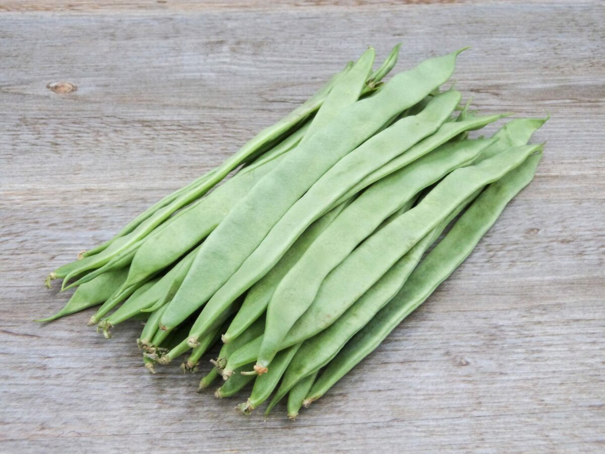 Exportation Haricots Plats Maroc grossiste B2B achat en gros Souss-Massa